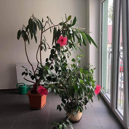 Apartman Na Lukach - Kopretina トレボン エクステリア 写真