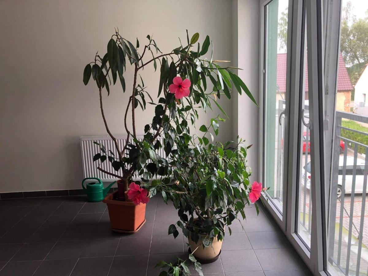 Apartman Na Lukach - Kopretina トレボン エクステリア 写真